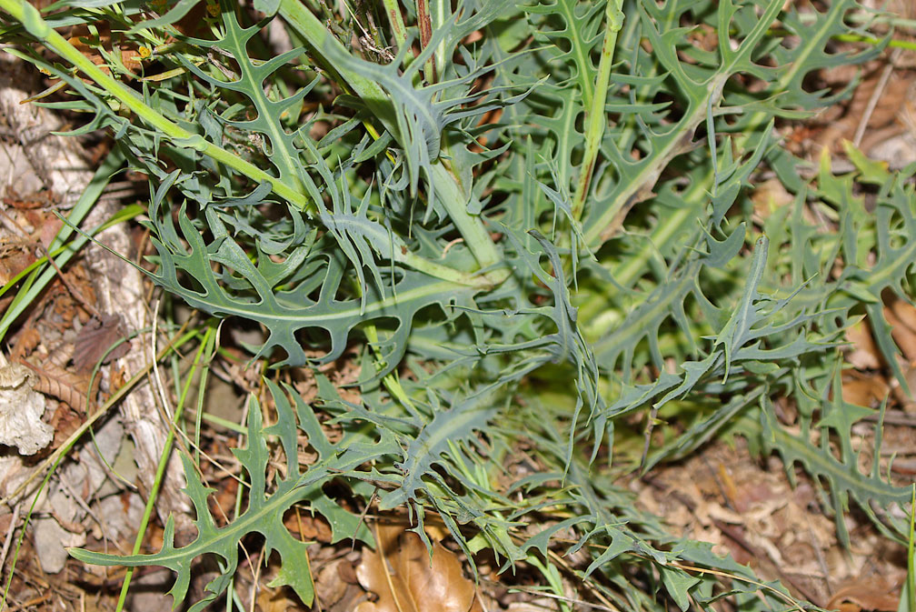 Lactuca perennis / Lattuga rupestre